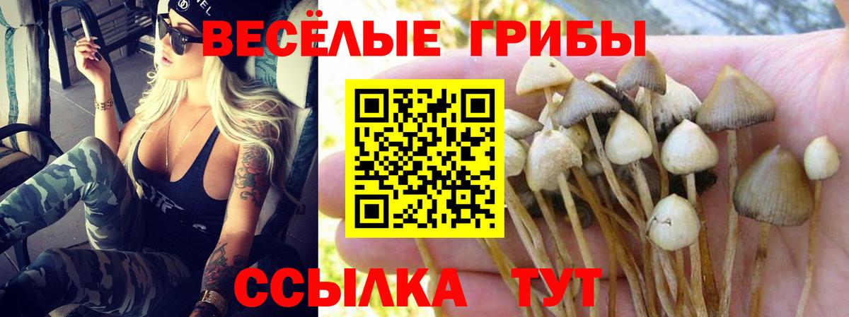Галлюциногенные грибы Psilocybine cubensis Канаш
